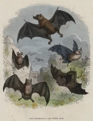 Les chauves-souris de Madagascar et autres