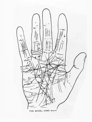 La Main Modèle (Droite)