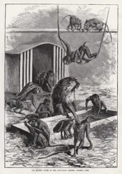 La Maison des Singes au Jardin Zoologique, Regent