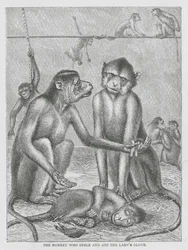 Le singe qui vola et mangea le gant de la dame (gravure)
