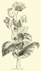 Le pavot à opium