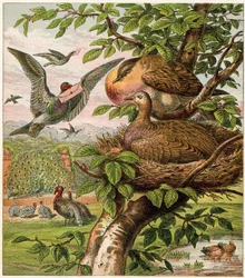 Le Paon à la maison