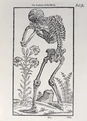 Le squelette du dos, planche de The Historie of Man publiée par John Banister, 1578