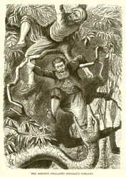 Le serpent avale le camarade de Sindbad