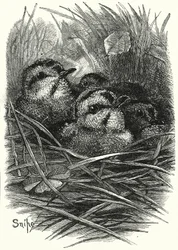 La famille de bécassines à la maison (gravure)