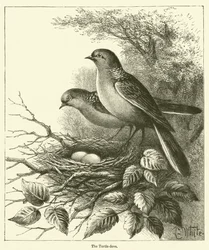 La tourterelle (gravure)