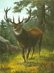 Le wapiti