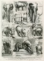 La tentative de déplacement de Jumbo des jardins zoologiques