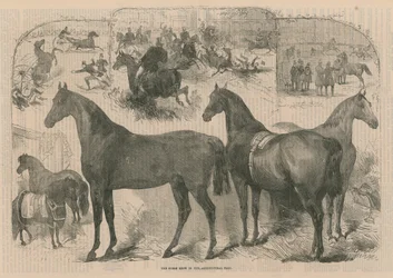 Le salon du cheval au Hall agricole