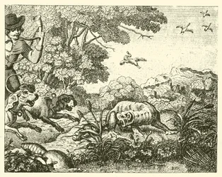 Le castor chassé (gravure)