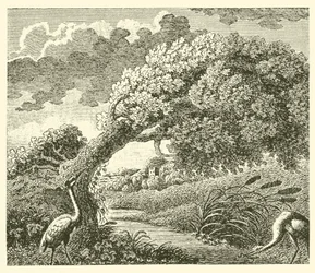 Le chêne et le roseau