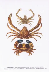 Trois crabes, Nature en Grande-Bretagne publiée par Collins