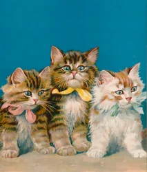 Trois petits chatons