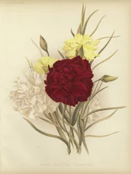 Trois nouveaux œillets d