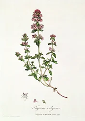 Thym, Thymus vulgaris, publié par le Dr Woodville
