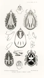 Tiques de la Somalie, illustration de The Hope Reports, Vol. II, 1897-1900, édité par Edward B. Poulton, Oxford, 1901