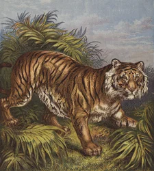 Tigre