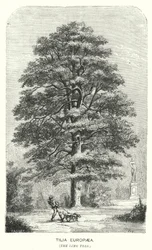 Tilia Europaea, le tilleul (gravure)