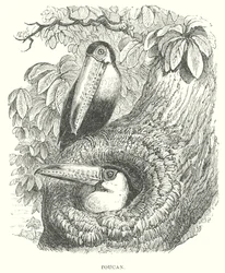 Toucan (gravure)