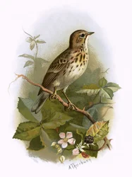 Pipit des arbres