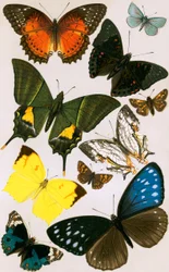 Papillons typiques