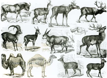 Ungulata ou Animaux Ongulés