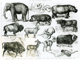 Ungulata ou animaux à sabots