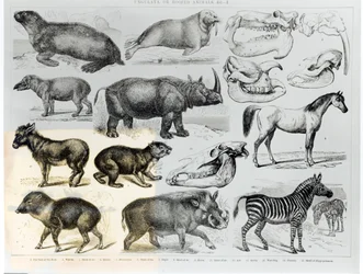 Ungulés ou animaux à sabots