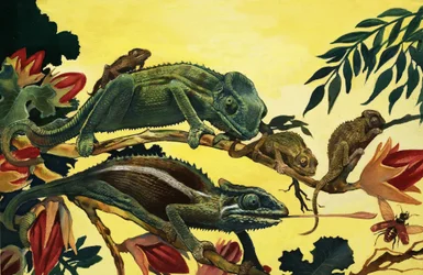 Lézards non identifiés