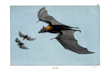 Vampire