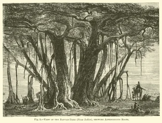 Vue du banian (Ficus Indica), montrant les racines adventives