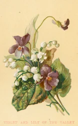 Violette et muguet