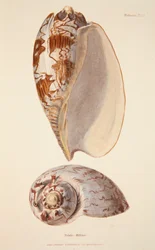 Voluta Miltonis, gravure colorée à la main