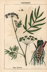 Ciguë aquatique montrant les feuilles, la structure des racines et les fleurs. Cicuta virosa, de 