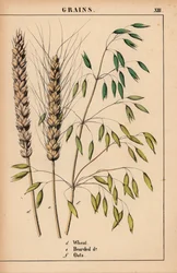 Blé, blé barbu et avoine, de "The Instructive Picturebook, or Lessons from the Vegetable World," [Charlotte Mary Yonge], Édimbourg