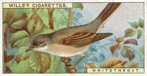 Fauvette grisette