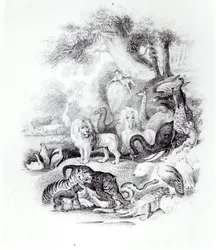 Animaux sauvages de 