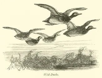 Canards sauvages