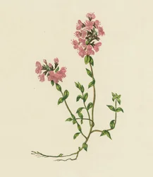 Thym Sauvage, Thymus Serpyllum