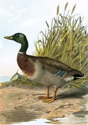 Canard sauvage ou colvert