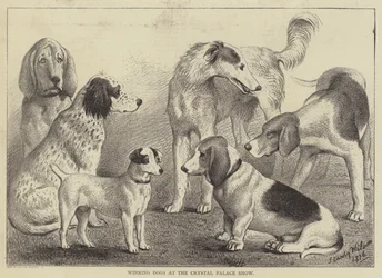 Chiens gagnants à l