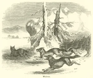 Loups