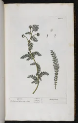 Achillée millefeuille, Planche 18 de 