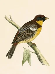 Bruant à poitrine jaune, illustration de 