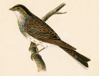 Bruant à sourcils jaunes, illustration de 