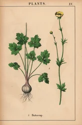 Renoncule jaune, de "The Instructive Picturebook, or Lessons from the Vegetable World," [Charlotte Mary Yonge], Édimbourg