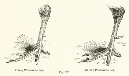 Patte de faisan jeune ; Patte de faisan mature