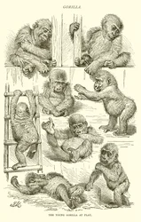 Jeune gorille en train de jouer