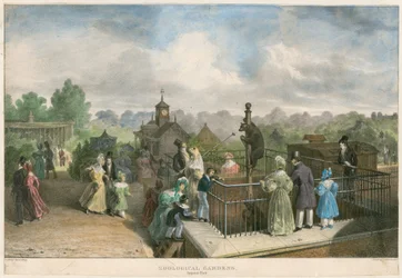 Zoological Gardens, Regent