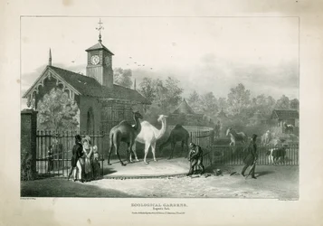 Jardins zoologiques, Regents Park